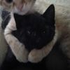 bluecat.com__