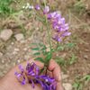 elvin_musayev