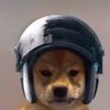 mira_main_dog