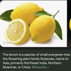 lemon_isgood111