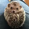 hedgie.pepper