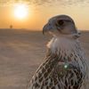 arabi200011