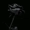 mohamed_ilskander