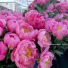 thanhmiu01