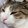 meeeowjules
