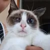 pjmyss