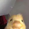 ducklingwow
