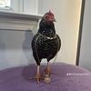 niggachicken14