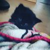 claws1119