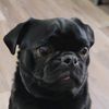 pug_tater