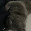 graycat0_0