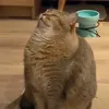 lllvvvlllq