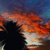 palmski