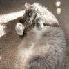 sasacutecat22