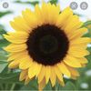 adopt_me_sunflowers2