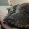 stefaniabirica