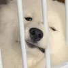 jnleebdboii