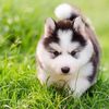 siberianhusky007