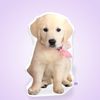 cinderella_the_puppy