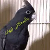 lehatbirds1
