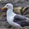 seagull948