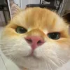 zuppph