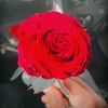 user48460619