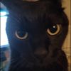 simply.cat