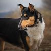 dogs_for_days_