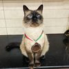 ghostcat027
