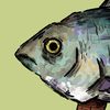 fish.in.sockss