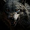 fcbwolf