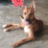 shvanitha