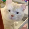conmeovang123