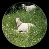 maeba_2002