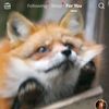 anyathefox