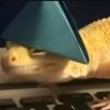yomamajalama