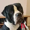 apollo_the_alapaha