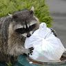 raccoon.boi