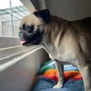 profitpugsports
