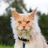 mainecoonleonard