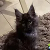 minniecricri