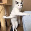 민냥이