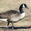 best_goose_period