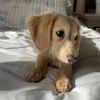 muffintheminidox