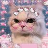 cutie_sanrio.21