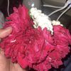 faribhatti143