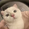 kimzang01