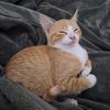 existingkat
