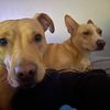 scrappydooandhoney